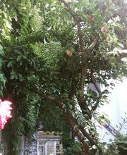 Doris in the Hamptons Bild 4