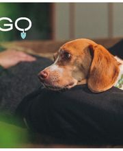 Figo Pet Tierkrankenversicherung Bild 5