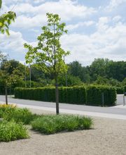 Parkflächen zum Schloss Pillnitz in Dresden