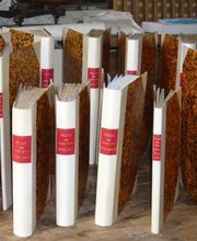 Seguin Charles Edouard image 4