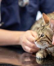 Tierarzt Heidelberg, Tierärztliches Zentrum an der Feuerwache Bild 14