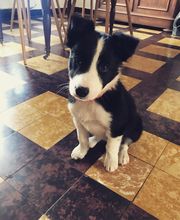 Elevage la Vallée des Petits Bois image 4