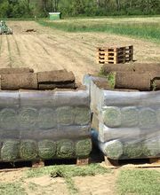 Rollrasen Wünnewil, Rollrasenfarm