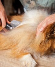 Hundesalon Pet Cut's Bild 13