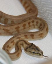 Morelias JM image 12