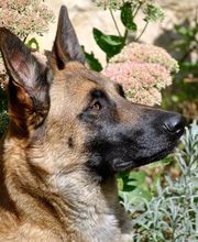 KYNOS - JORIS LOEFF Éducateur comportementaliste canin image 8