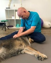 Tierphysio-Praxis Oberland GmbH Bild 13