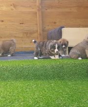 Elevage de L Arche Impériale image 2