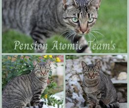 Pension Atomic Team's image 18