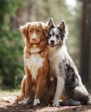 Zürcher Tierschutz Bild 2