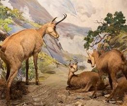 Naturhistorisches Museum Bern Bild 9