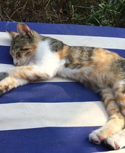 Comme Un Chat image 8