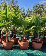 Valerie Maille image 7