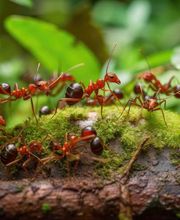 Logicomed Sagl Bild 4