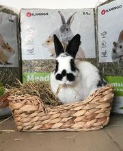 Halle aux Croquettes Labatut image 13