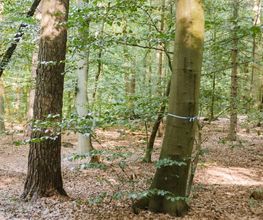 Majestätische Eichen und Buchen dienen im FriedWald Buxtehude als letzte Ruhestätte.