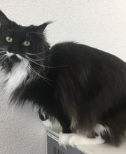 Kleintier- & Akupunkturpraxis Adlergarten Bild 6