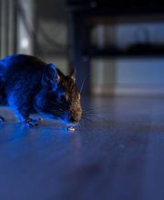 Abando Desinfecciones imagen 4