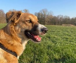 Hundeschule Thea Grothe Bild 4