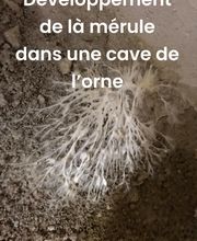 Aco.Habitat image 16