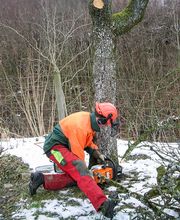 Kümin Baumpflege GmbH Bild 1