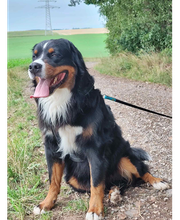 Wuff-Ontour Hundetraining & Gassi-Service Bild 4