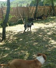 C.A PRO CANIN image 8