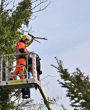 Baumdienst Daniel Laker Bild 2