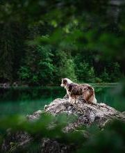 Beshepherd Tierfotografie - Sophie Lombeck Bild 6