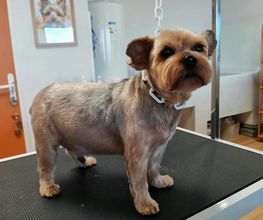 Chien Beauté image 7