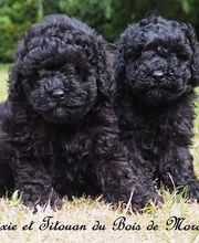 ÉLEVAGE DU BOIS DE MORCHÈNE image 4