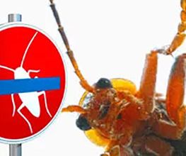 Fürst Schädlingsbekämpfung Bild 1