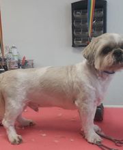 Toutou Tip Top image 4