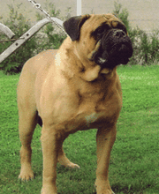 Criadero_layosa_Bullmastiff.gif