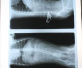 Argos Clínica Veterinaria imagen 18