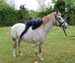 Reitschule Equo Deluxe Bild 4