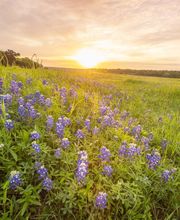 Longhorn Roofing image 1