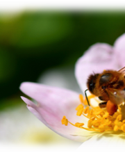 APISAVEURS ONDRASIK APICULTURE image 4