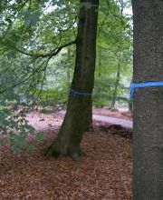 FriedWald Cuxland Bild 5