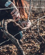 Champagne Gautherot image 4