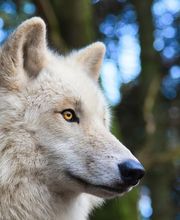 Tree Inn - Das Baumhaushotel Bild 5