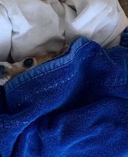 Hundebetreuung Oldies but Goldies Bild 18