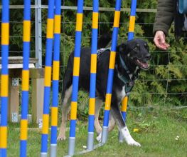 Küstenwolf Hundetraining Kiel Bild 15