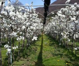 Azienda Ortofrutticola Taiana sagl Bild 5