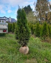 Baumschule Goßner Bild 13