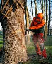 Kümin Baumpflege GmbH Bild 7