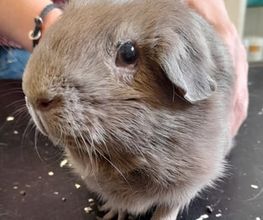 Meerschweinchen auf Behandlungstisch
