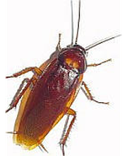 Knöchlein Kammerjäger Bild 1