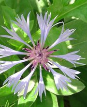 Oxalie Jardins Services image 9