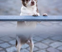 BC Tierfotografie